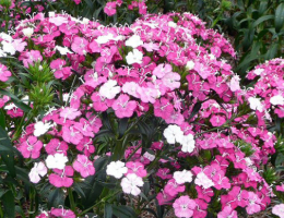 Dianthus – Amazon series.